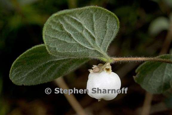 symphoricarpos mollis 6 graphic